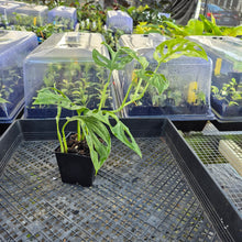 Load image into Gallery viewer, Monstera Adansonii Mint "Indonesia", Exact Plant Variegated Ships Nationwide