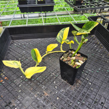 Load image into Gallery viewer, Monstera Standleyana Aurea, Exact Plant Variegated Ships Nationwide
