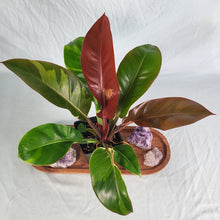 Load image into Gallery viewer, Philodendron Red Moon, Exact Plant Variegated