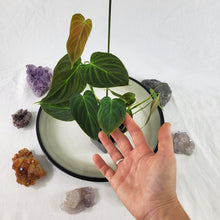 Load image into Gallery viewer, Philodendron Splendid 2.5" pot, Fedex 2day*