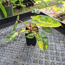 Load image into Gallery viewer, Philodendron Billietiae, Exact Plant Ships Nationwide