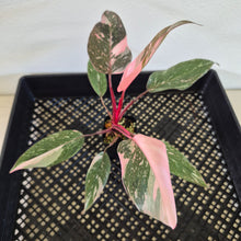 Load image into Gallery viewer, Philodendron Pink Princess Galaxy Variegated exact plant, Fedex 2day*
