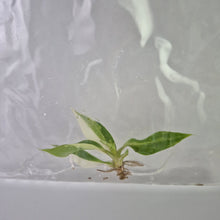 Load image into Gallery viewer, Philodendron Gloriosum variegated tissue culture 2DayAir