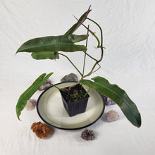 Load image into Gallery viewer, Philodendron Atabapoense 4" pot, Fedex 2 day*