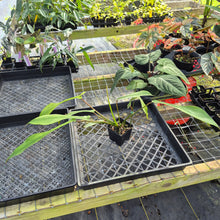 Load image into Gallery viewer, Philodendron Joepii Mint, Variegated, Exact Plant Ships Nationwide