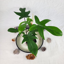 Load image into Gallery viewer, Philodendron Florida Beauty Green Form 4" pot, Fedex 2day*