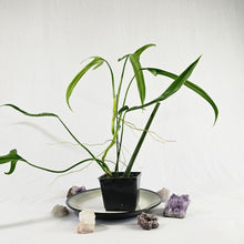 Load image into Gallery viewer, Philodendron Holtonianum, Exact Plant Ships Nationwide