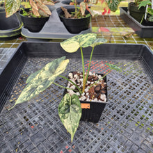 Load image into Gallery viewer, Alocasia dragon scale albo Exact Plant Ships Nationwide