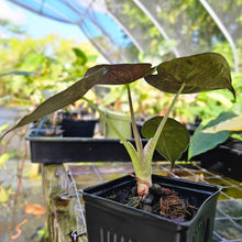 Load image into Gallery viewer, Alocasia Wentii Pink Splash Variegated 4" pot, Fedex 2day*