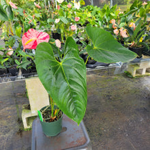 Load image into Gallery viewer, Anthurium Shibori, Exact Plant Variegated Ships Nationwide