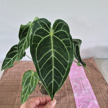 Load image into Gallery viewer, Anthurium Magnificum X Warocqueanum AFF noid, exact plant, Fedex 2day*