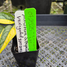 Load image into Gallery viewer, Monstera Siltepecana, Exact Plant Variegated Ships Nationwide