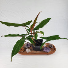 Load image into Gallery viewer, Philodendron Mexicanum 4" pot, Fedex 2 day*