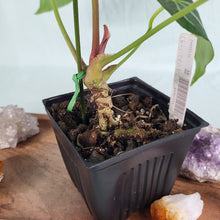 Load image into Gallery viewer, Anthurium Magnificum X Red Crystalinum 4" pot, Fedex 2 day*