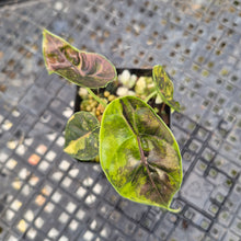 Load image into Gallery viewer, Alocasia Azlanii Aurea variegated , Exact Plant Ships Nationwide
