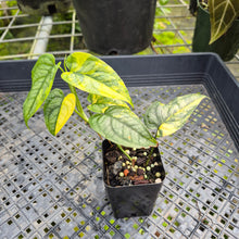 Load image into Gallery viewer, Monstera Siltepecana, Exact Plant Variegated Ships Nationwide