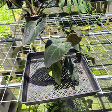 Load image into Gallery viewer, Anthurium Ace Of Spades X Papillilaminum exact plant, Fedex 2day*