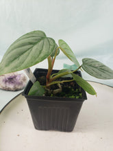 Load image into Gallery viewer, Philodendron Sodiroi True Form, Exact Plant
