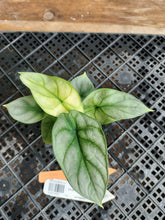 Load image into Gallery viewer, Alocasia silver dragon aurea Exact Plant Variegated Ships Nationwide