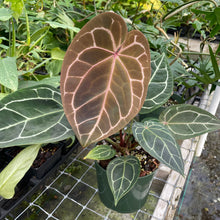 Load image into Gallery viewer, Anthurium Red Crystallinum Doc Block 6" pot, Fedex 2day