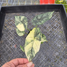 Load image into Gallery viewer, Alocasia dragon scale albo Exact Plant Ships Nationwide