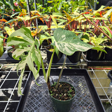 Load image into Gallery viewer, Monstera Borsigiana Albo Deliciosa, Exact Plant Variegated Ships Nationwide