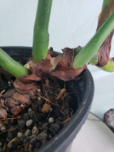 Load image into Gallery viewer, Gloriosum XL, exact plant, Philodendron, ships nationwide