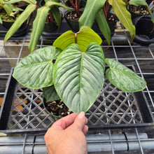 Load image into Gallery viewer, Philodendron Sodiroi True Form, Exact Plant Ships Nationwide