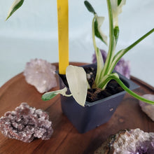 Load image into Gallery viewer, Alocasia Odora, Okinawa Silver Variegated 2.5" pot, Fedex 2day*