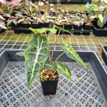 Load image into Gallery viewer, Alocasia Polly Aurea variegated exact plant, Fedex 2day*