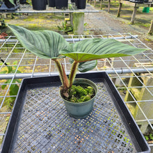 Load image into Gallery viewer, Philodendron Serpens, Exact Plant