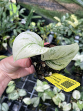 Load image into Gallery viewer, Scindapsus Moonlight Marble Variegated 2.5" pot, Fedex 2day*