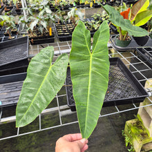 Load image into Gallery viewer, Philodendron Maximum exact plant, Fedex 2day
