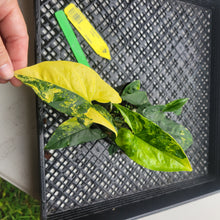 Load image into Gallery viewer, Syngonium Aurea, Exact Plant Variegated Ships Nationwide