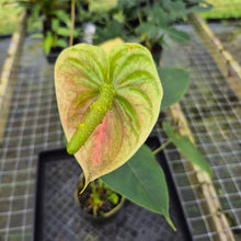 Load image into Gallery viewer, Anthurium Peppermint Splash, Shibori AFF, speckled , Ships Nationwide