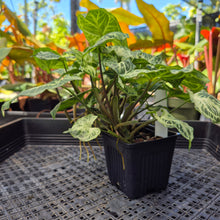 Load image into Gallery viewer, Syngonium Batik 2.5" pot, Fedex 2day*