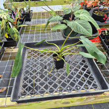 Load image into Gallery viewer, Philodendron Spiritus Sancti, Exact Plant Ships Nationwide