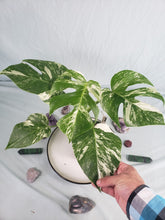 Load image into Gallery viewer, Borsigiana Albo, Exact Plant, variegated Monstera