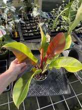 Load image into Gallery viewer, Philodendron Red Moon. not Yellow Flame Variegated exact plant, Fedex 2day