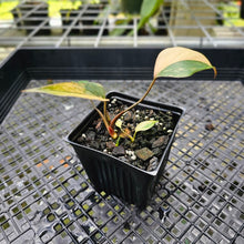 Load image into Gallery viewer, Homalomena Rubescens Pink Diamond, Exact Plant Variegated