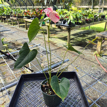 Load image into Gallery viewer, Anthurium Shibori, Exact Plant Variegated