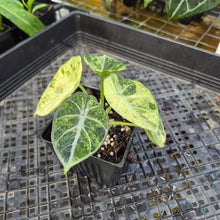 Load image into Gallery viewer, Alocasia Ninja Tricolor, Exact Plant Variegated Ships Nationwide