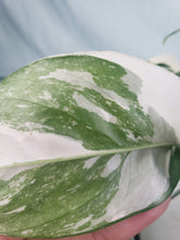 Load image into Gallery viewer, Pinnatum Albo, Exact Plant, variegated Epipremnum