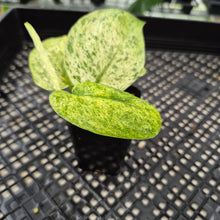 Load image into Gallery viewer, Scindapsus Jade Satin Marble Queen Variegated exact plant, Fedex 2day*