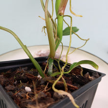 Load image into Gallery viewer, Philodendron Mexicanum Shipped Nationwide