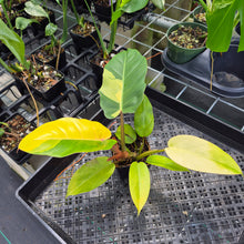 Load image into Gallery viewer, Philodendron Jungle Fever , Exact Plant Variegated Ships Nationwide