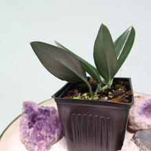 Load image into Gallery viewer, Scindapsus Treubii Dark Form Shipped Nationwide