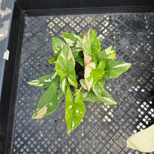 Load image into Gallery viewer, Syngonium Red Spot Tricolor, Exact Plant Variegated 4 plant pot Ships Nationwide