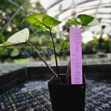 Load image into Gallery viewer, Alocasia Macrorhizza Black Stem, Exact Plant Variegated