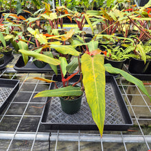 Load image into Gallery viewer, Philodendron Orange Marmalade, Exact Plant Ships Nationwide